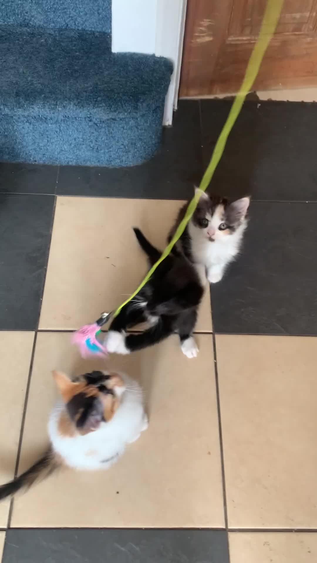 Mixed Breed cats for sale: 5 beautiful kittens ready for their forever home  - Video 1