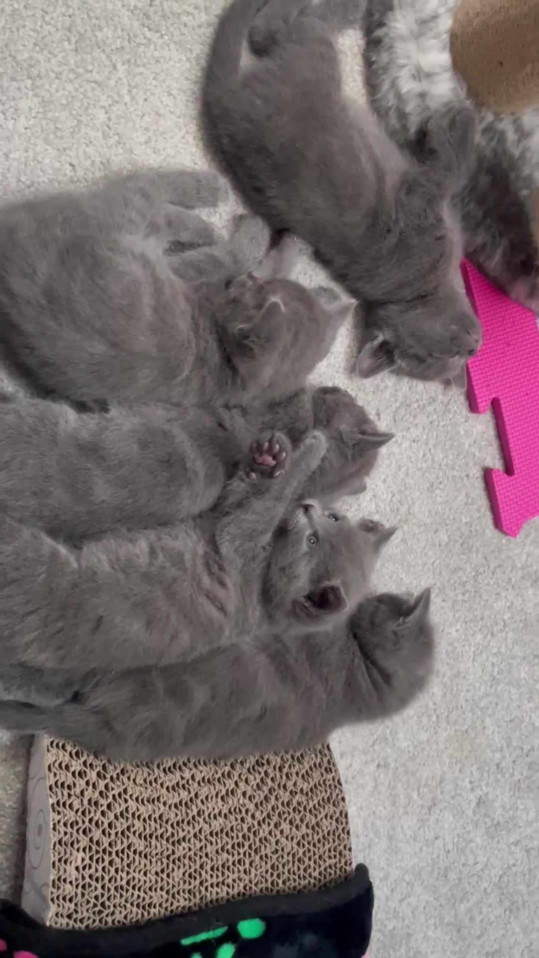 Russian Blue cats for sale: Beautiful Russian Blue Kittens  - Video 1