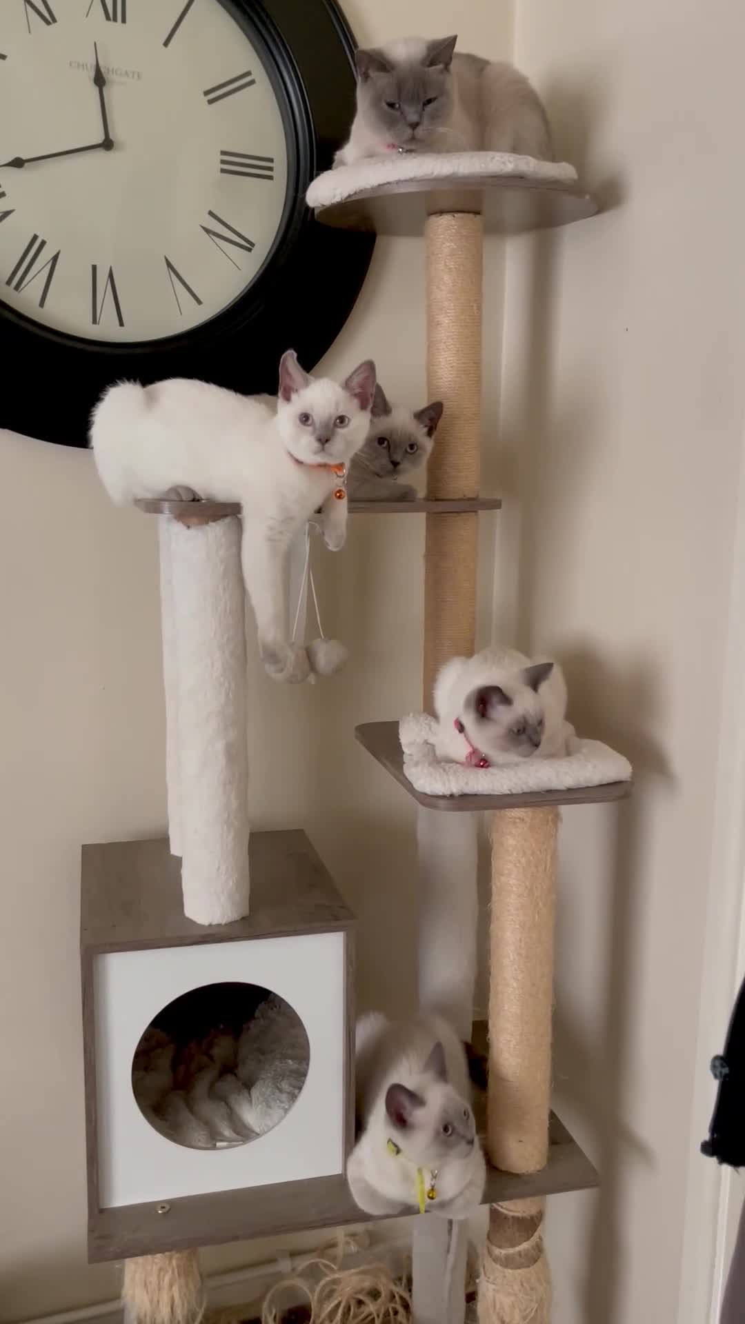 British Shorthair cats for sale: GCCF BluePoint BSH Kittens 💙 - Video 4