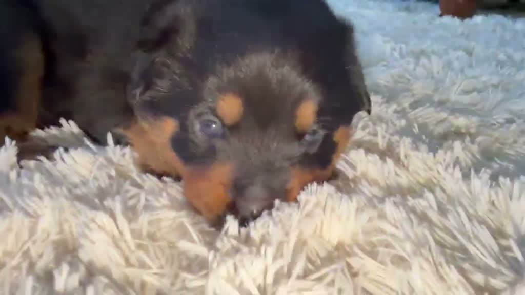 Rottweiler dogs for sale: rottweiler puppys - Video 1