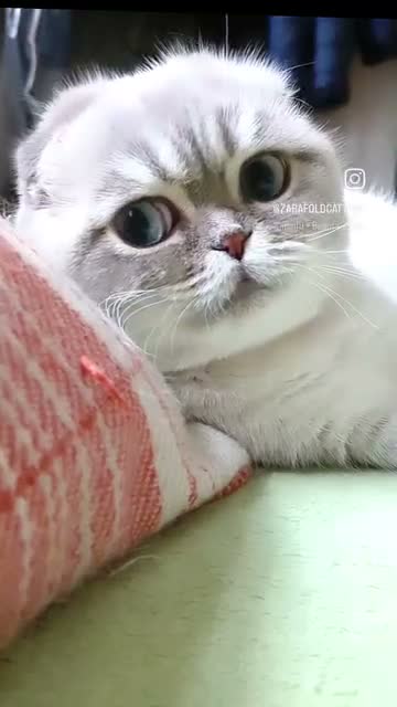 Scottish Fold cats for stud: Meet George 💙 - Video 1