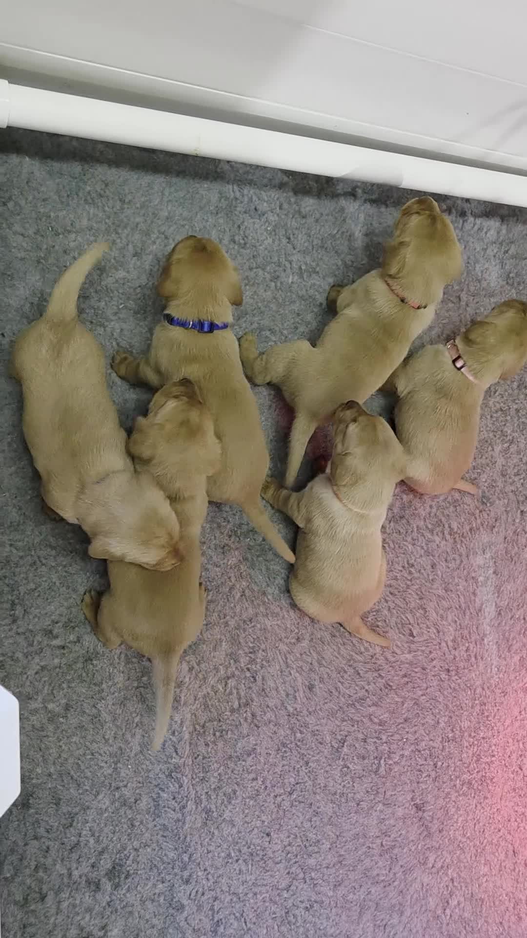 Labrador Retriever dogs for sale: Stunning Red fox labrador puppies  - Video 1