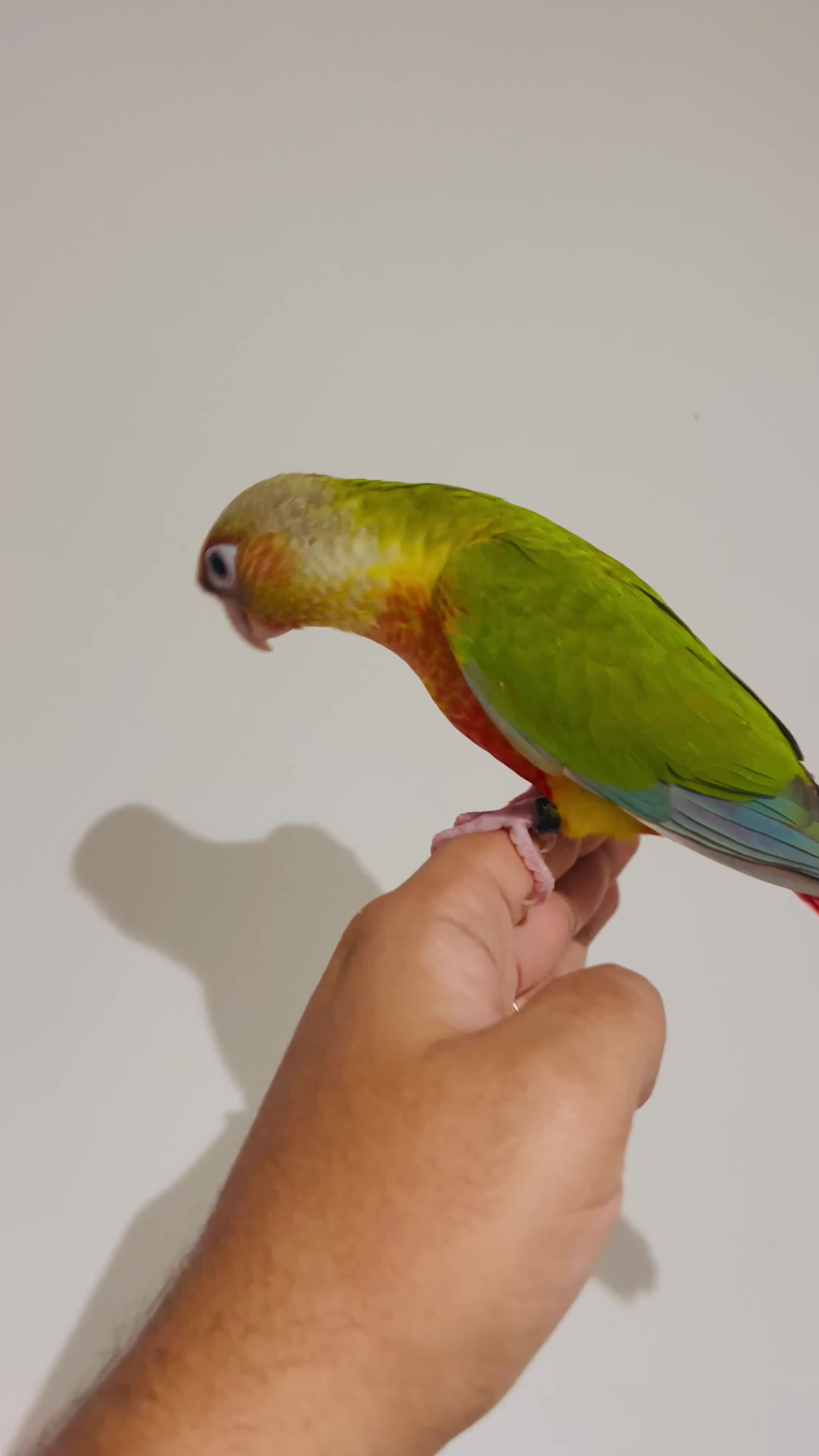 Conures birds for sale: Hand reared conures for sale  - Video 1