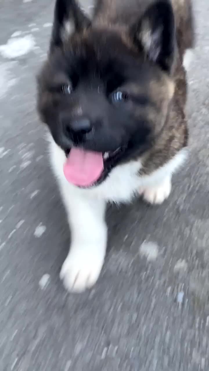 Akita dogs for sale: Akita Pups - Video 1