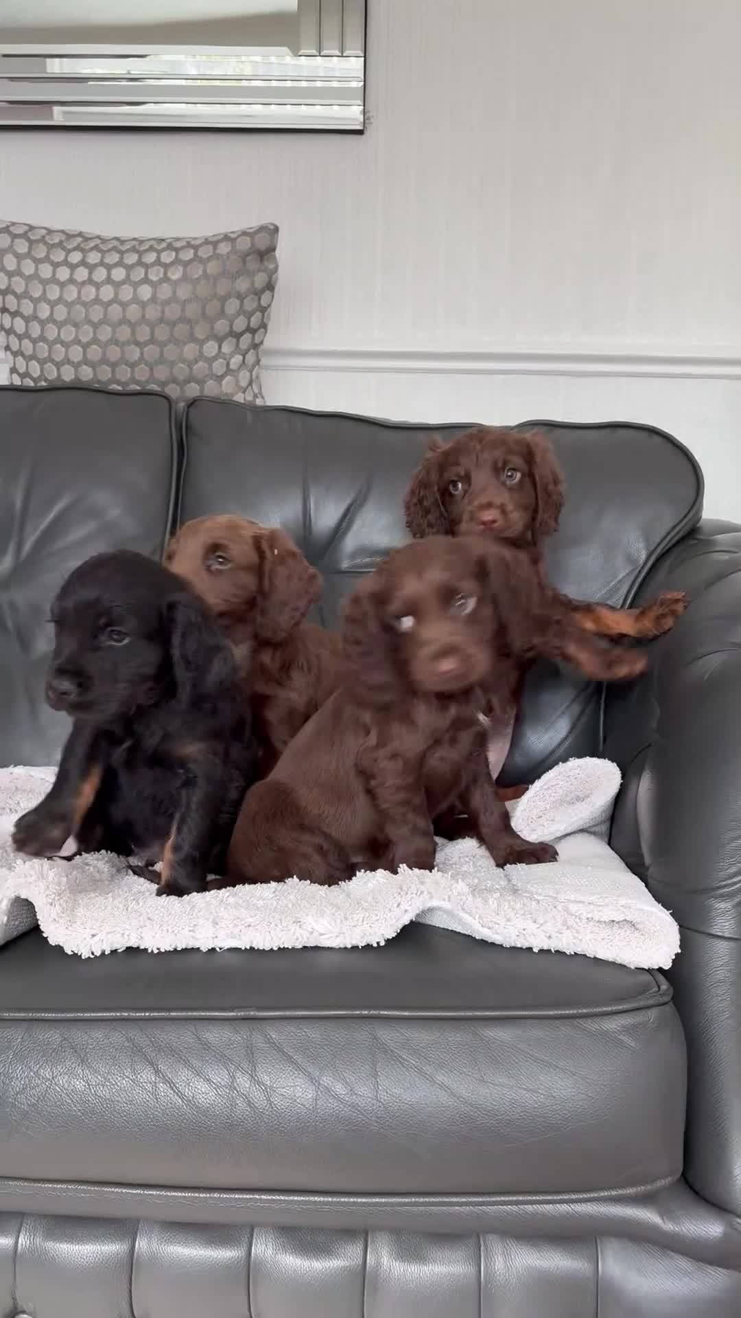 Cocker Spaniel dogs for sale: Exceptional working cocker spaniels in Middlewich - Video 1