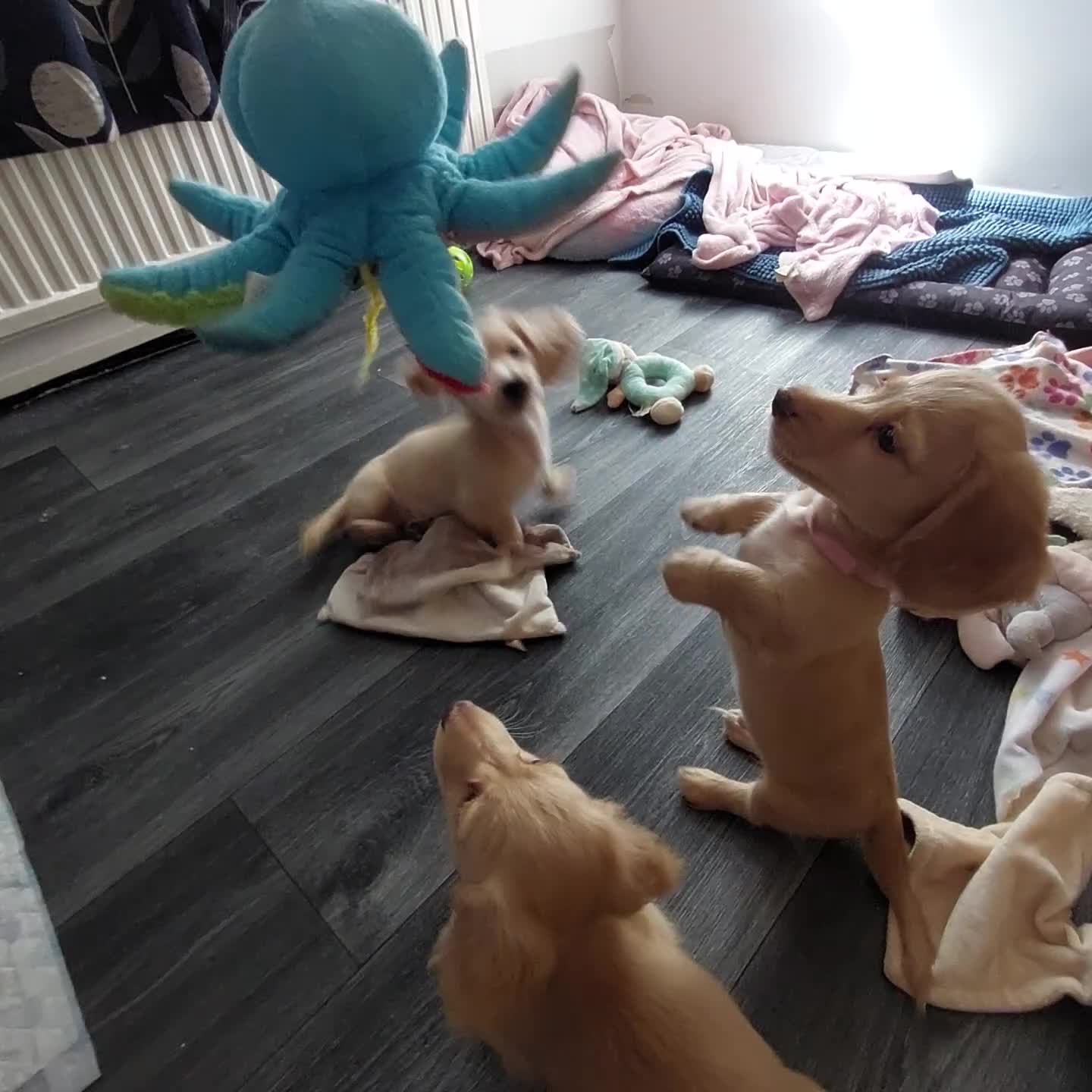 Miniature Dachshund dogs for sale: PEDIGREE CREAM LONG HAIRED MINI DACHSHUND - Video 2
