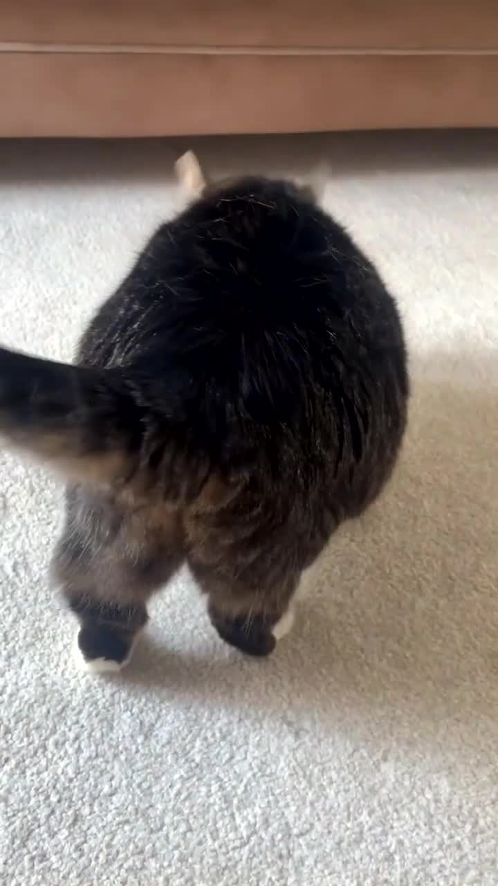 American Shorthair cats for sale: Belly looking for lovely home - Video 1