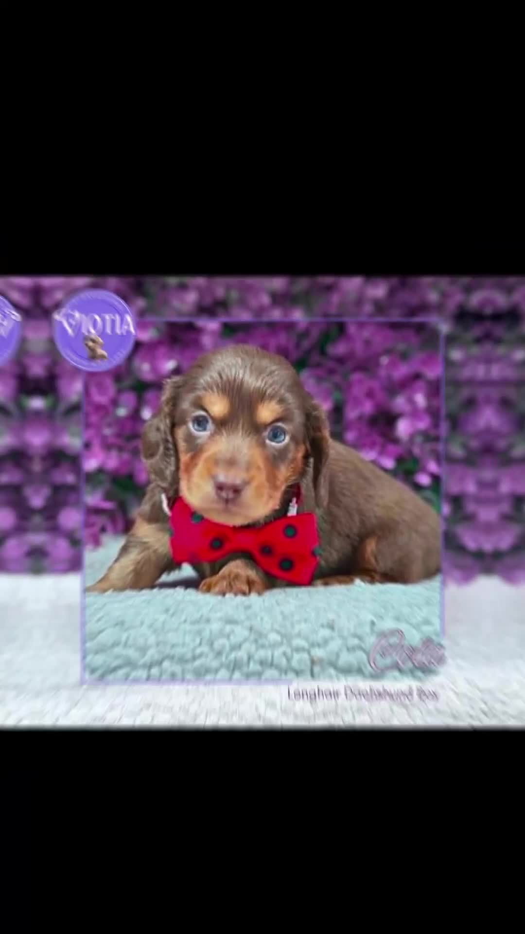 Dachshund dogs for sale: Stunning kc reg miniature dachshunds  - Video 1