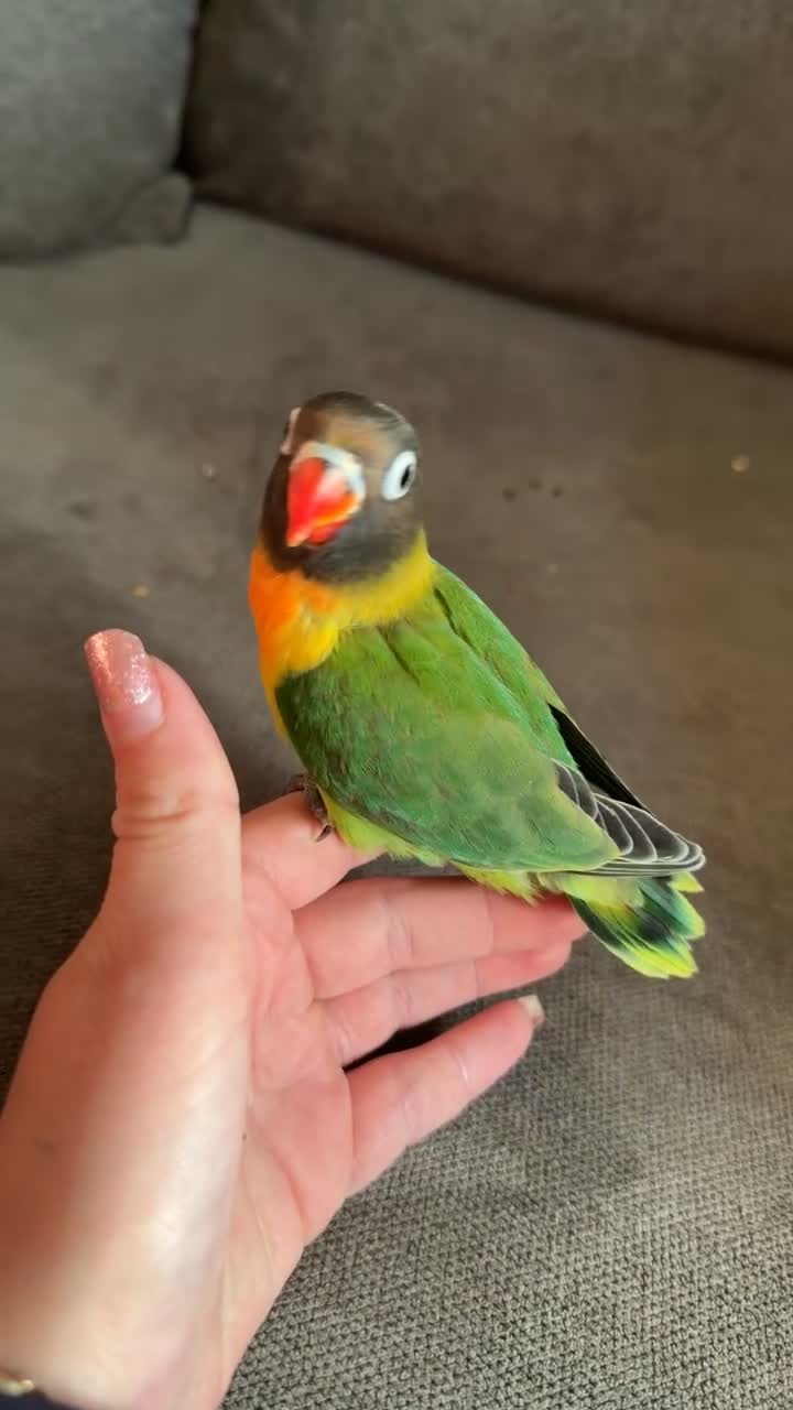 Lovebirds birds for sale: 8 week old love birds  - Video 2
