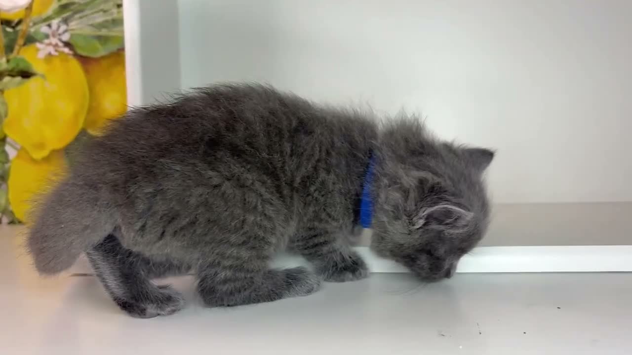Ragdoll cats for sale: Beautiful Ragdoll kittens x Long haired Russian  in Plymouth - Video 5