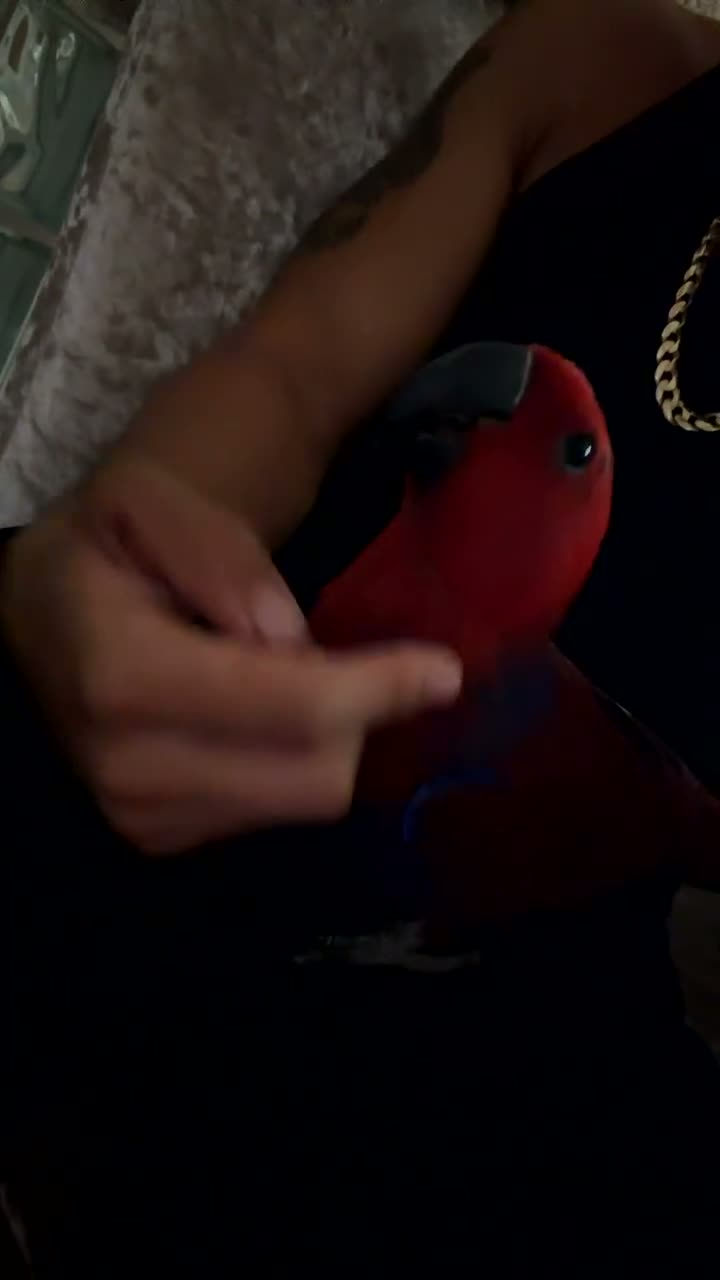 Parrots birds for sale: STUNNING HAND-REARED FEMALE VOSMAERI ECLECTUS - Video 1