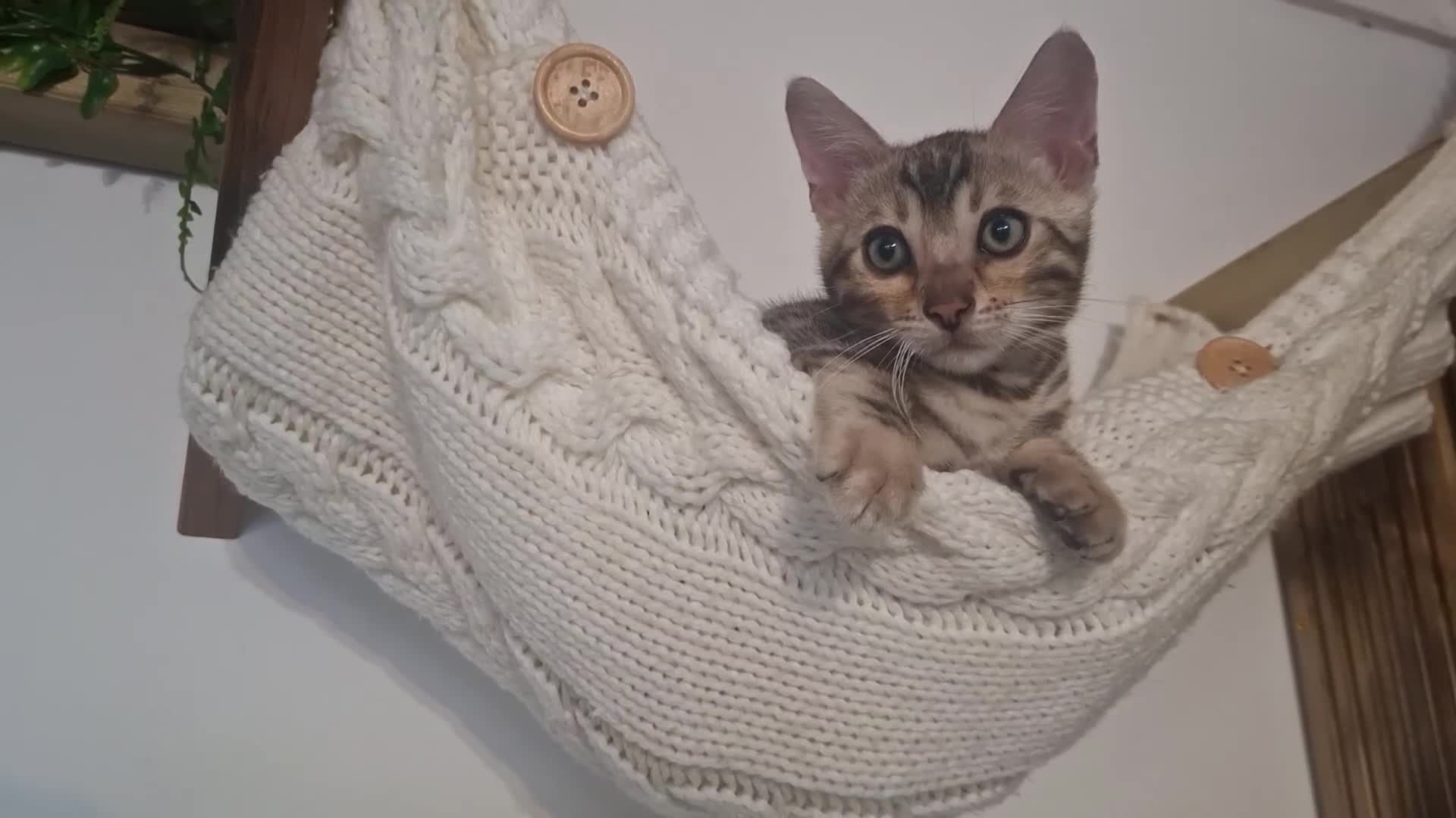 Bengal cats for sale: ❤️ Outstanding TICA Registered Bengal Kittens ❤️ - Video 1