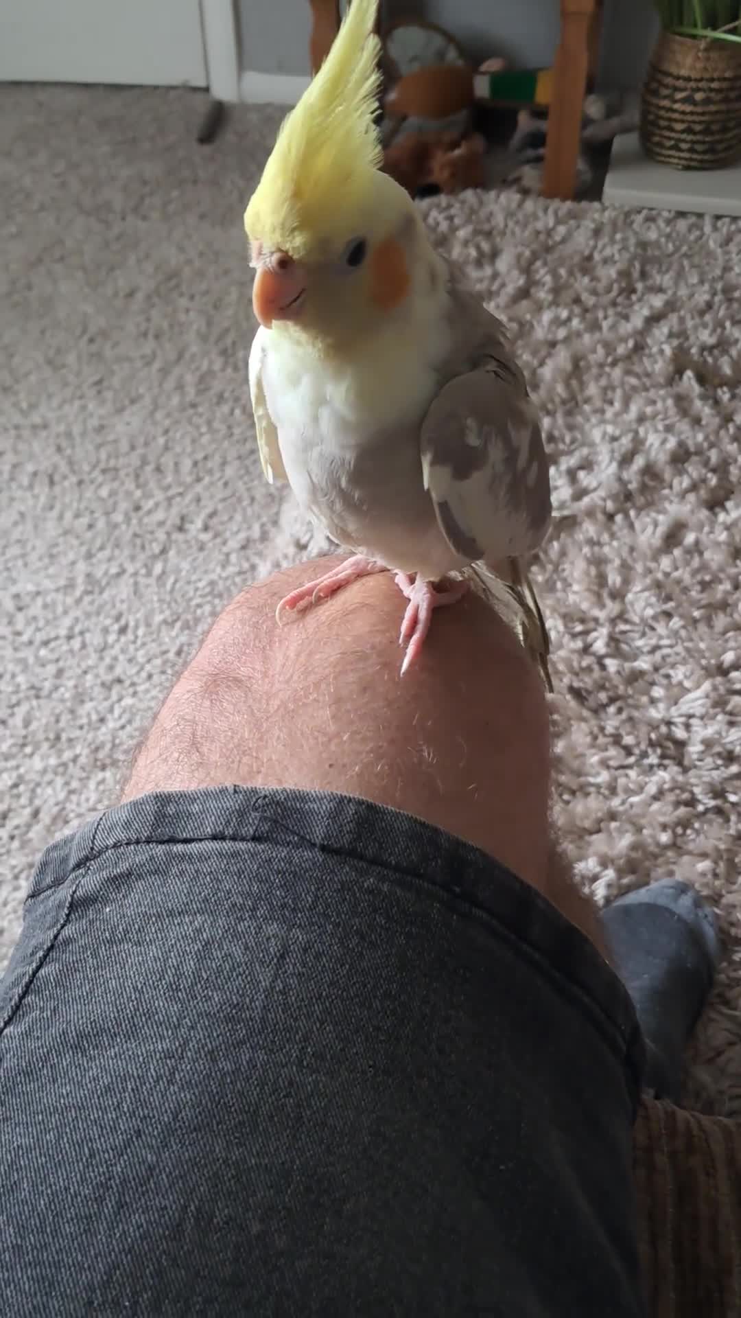 Cockatiels birds for sale: Hand reared baby cocktail very nice bird  - Video 2