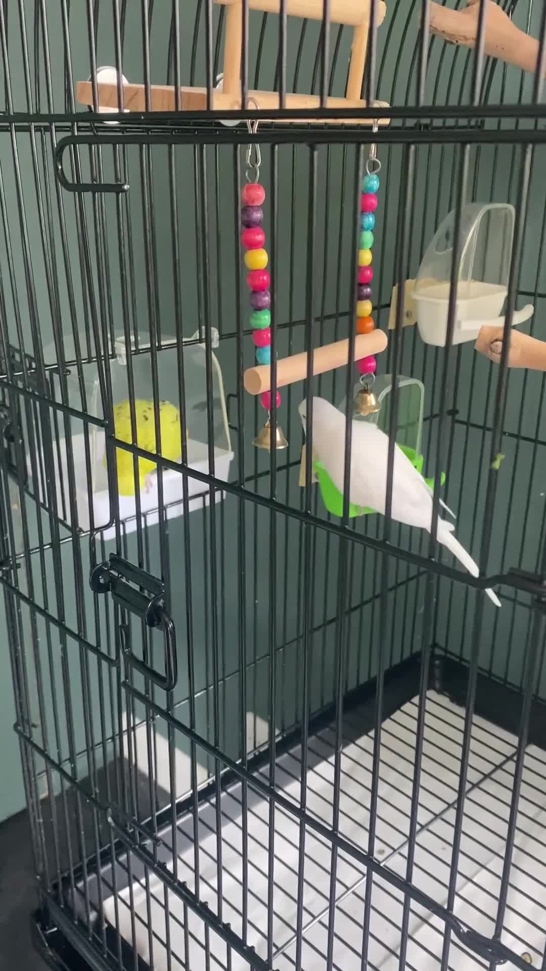 Budgerigars birds for sale: 2 Female Budgies  in Camberley - Video 1