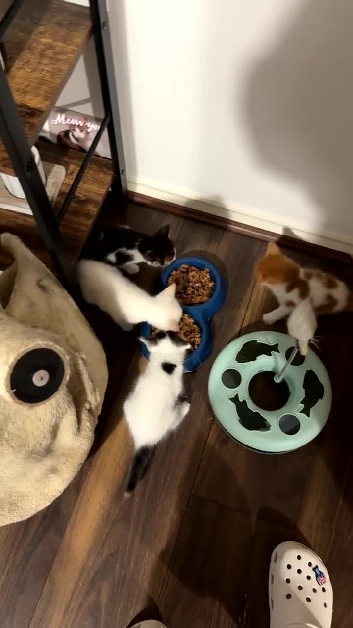 Mixed Breed cats for sale: Kittens for sale‼️ - Video 3