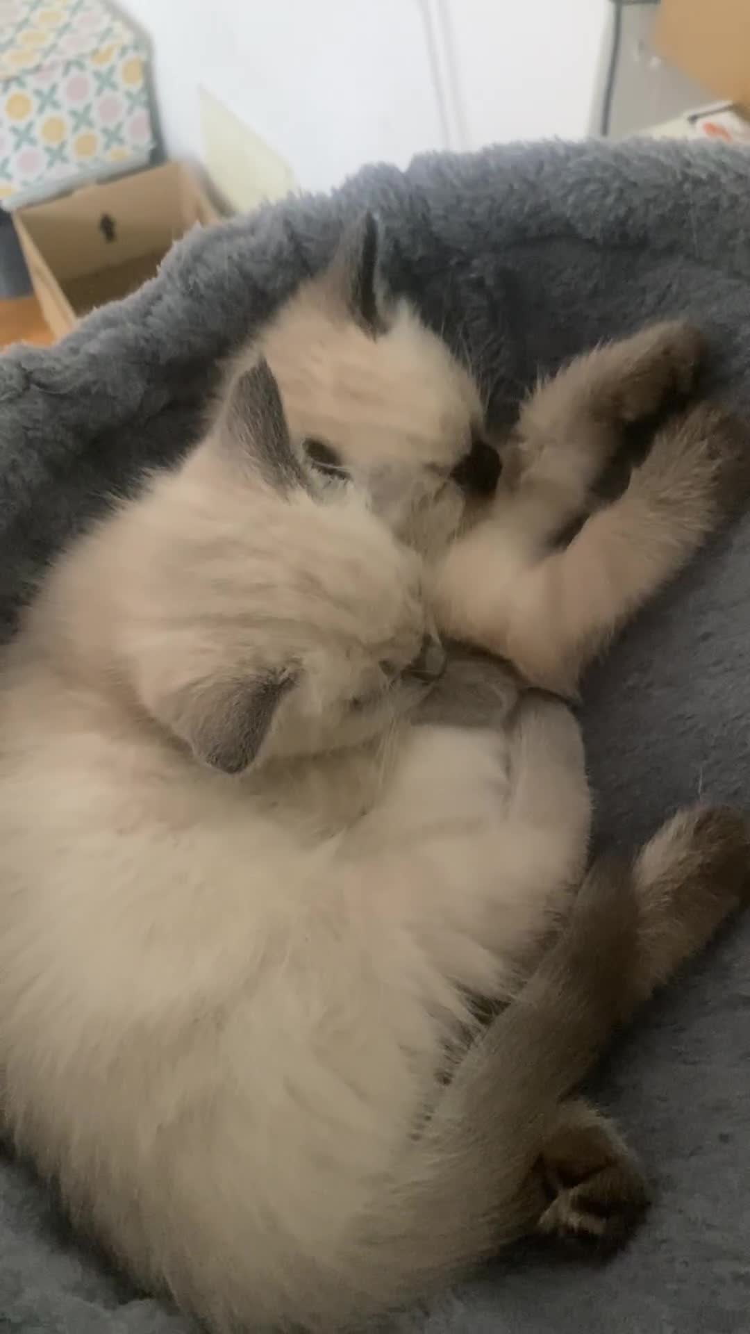Ragdoll cats for sale: Half rag doll for sell  - Video 1