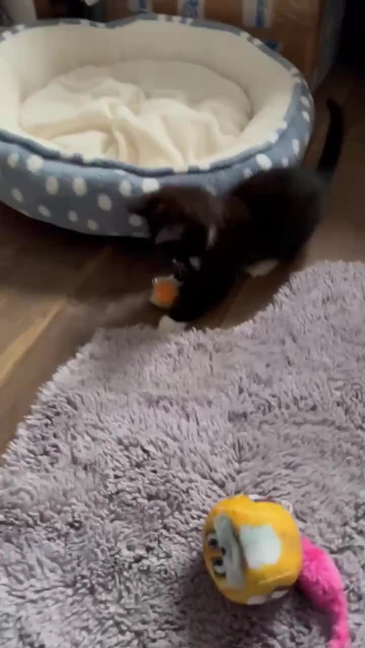 Mixed Breed cats for sale: Beautiful kitten looking for a new home - Video 2