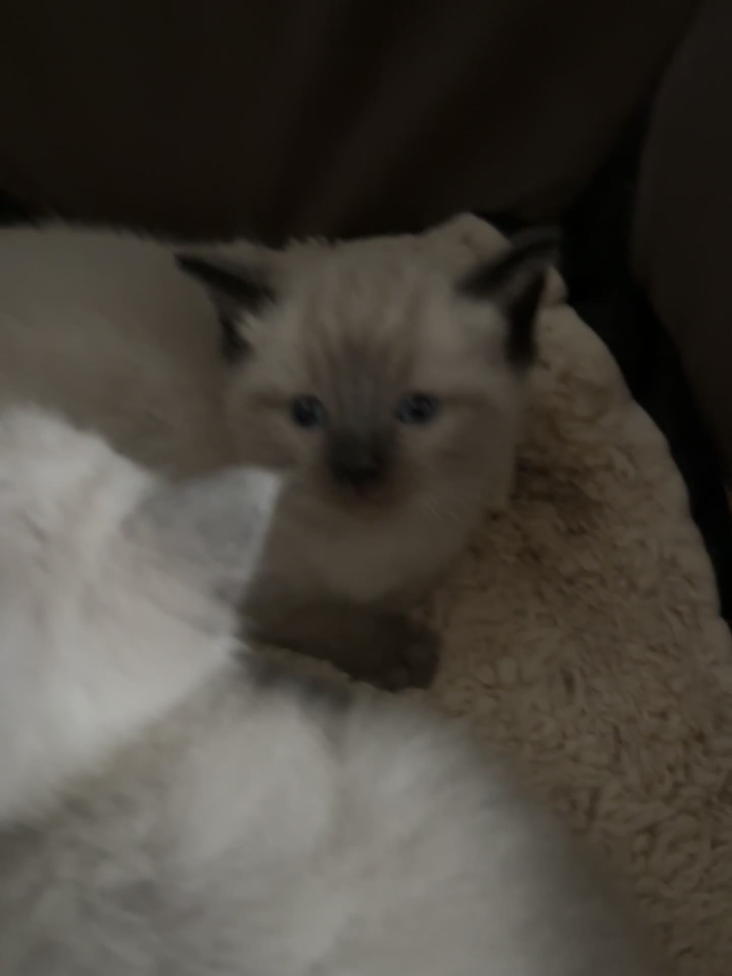 Ragdoll cats for sale: Ragdoll kittens  - Video 1