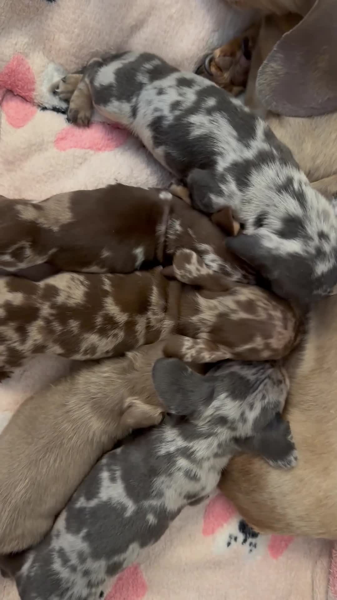 Miniature Dachshund dogs for sale: Miniature Dachshund Dapple Puppies 🐶 5🌟licensed  - Video 1