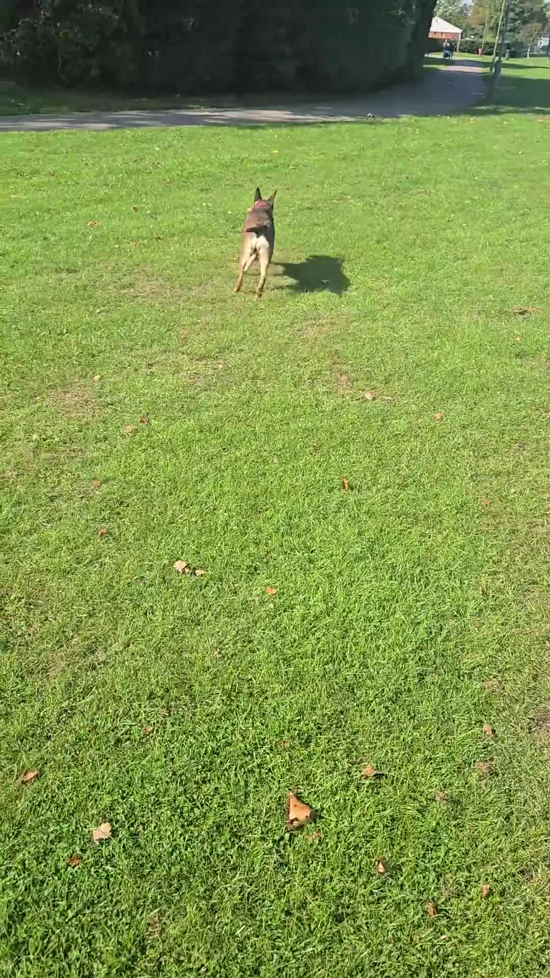 Mixed Breed dogs for sale: 2yr old Female Belgium Mali x Doberman REHOME - Video 1