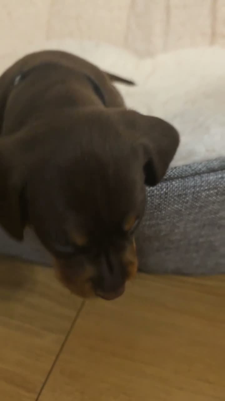 Miniature Dachshund dogs for sale: PEDIGREE KC MINIATURE DACHSHUND PUPPIES  🐶 ❤️ - Video 4