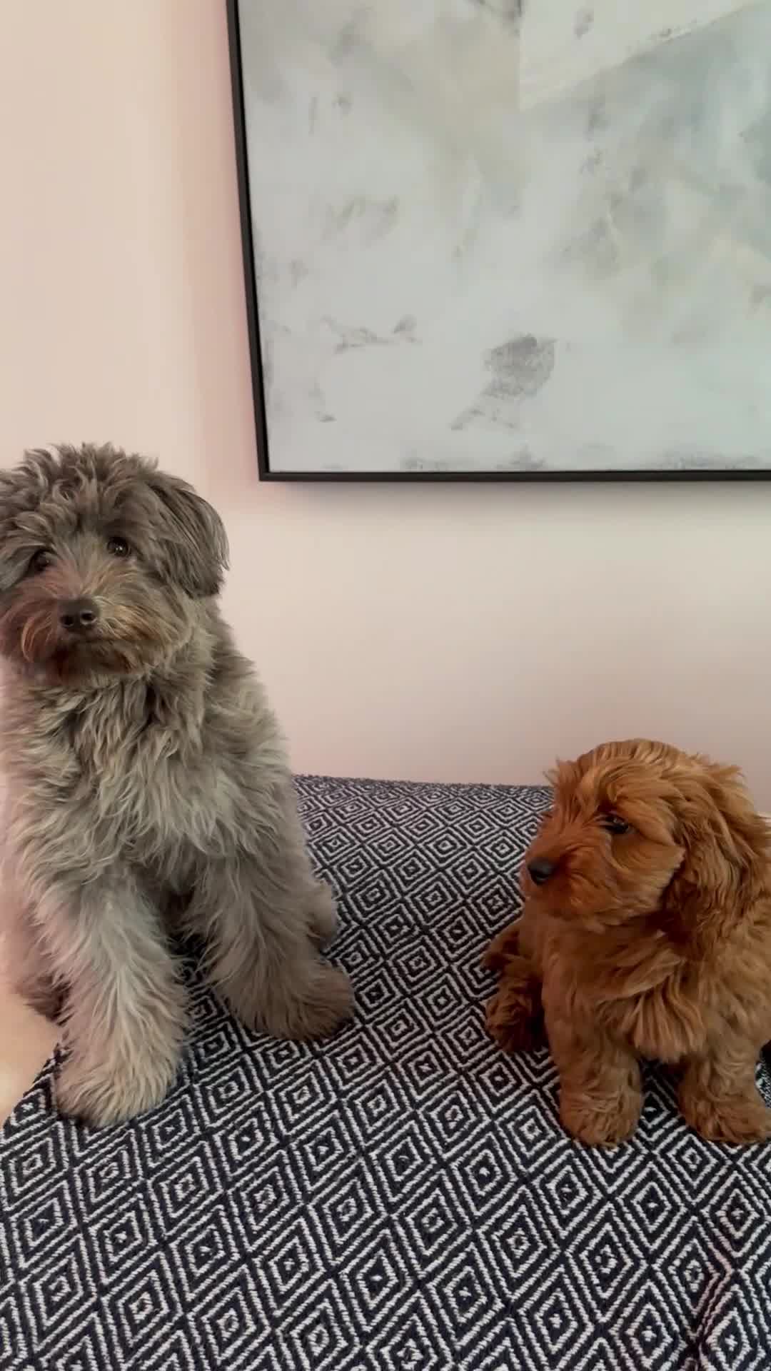 Mixed Breed dogs for sale: Puppies looking for a loving family  - Video 3