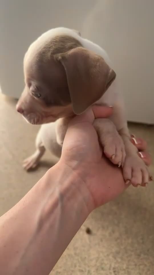 Mixed Breed dogs for sale: American bully x American bull staff 💙💕 - Video 4