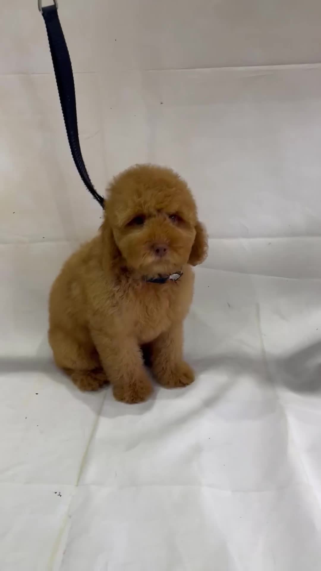 Cockapoo dogs for sale: Ready NOW Apricot and Chocolate F1b Cockapoo’s - Video 2