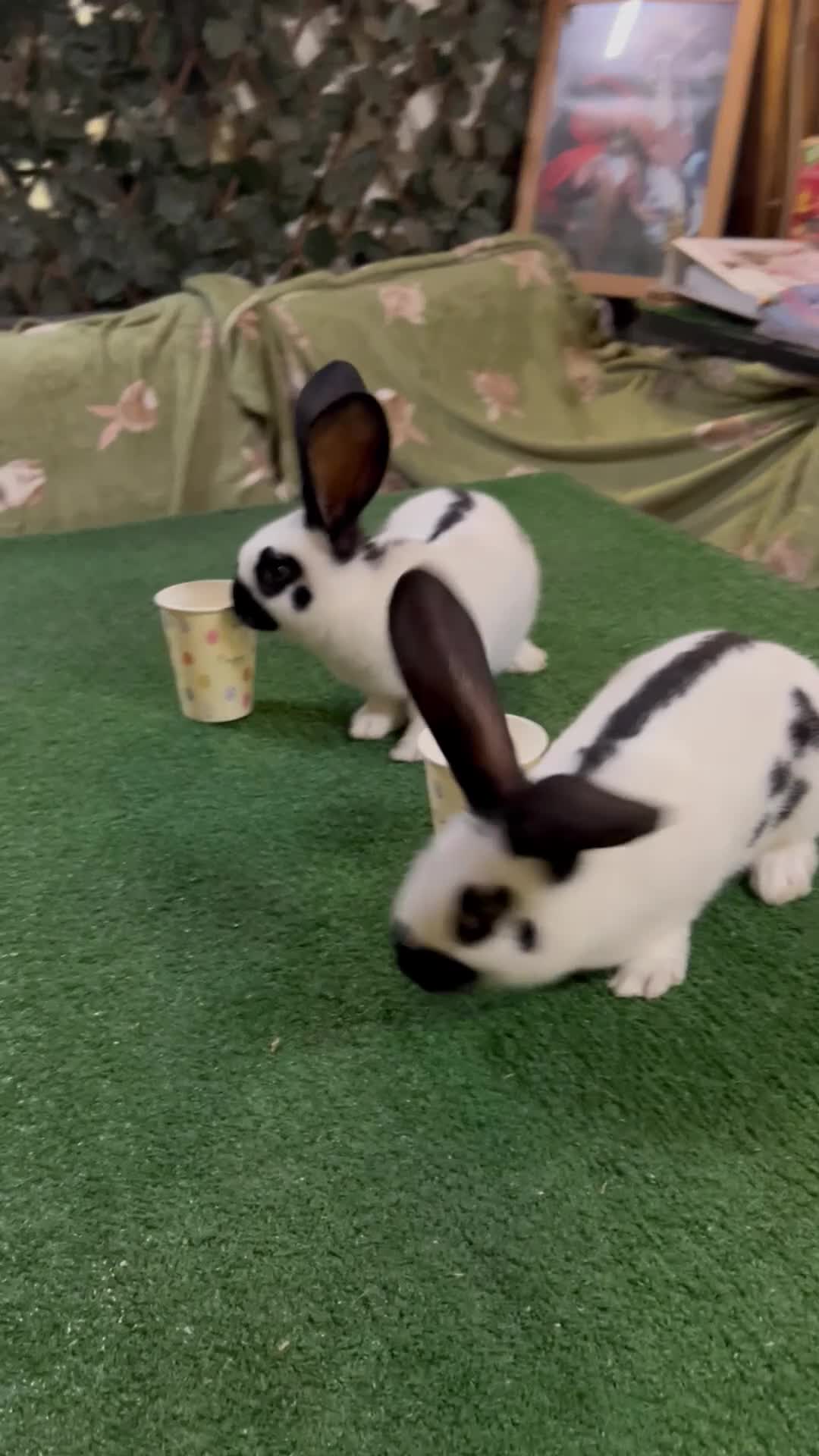 Continental Giant rabbits for sale: Gorgeous Giant Papillon Babies  - Video 1