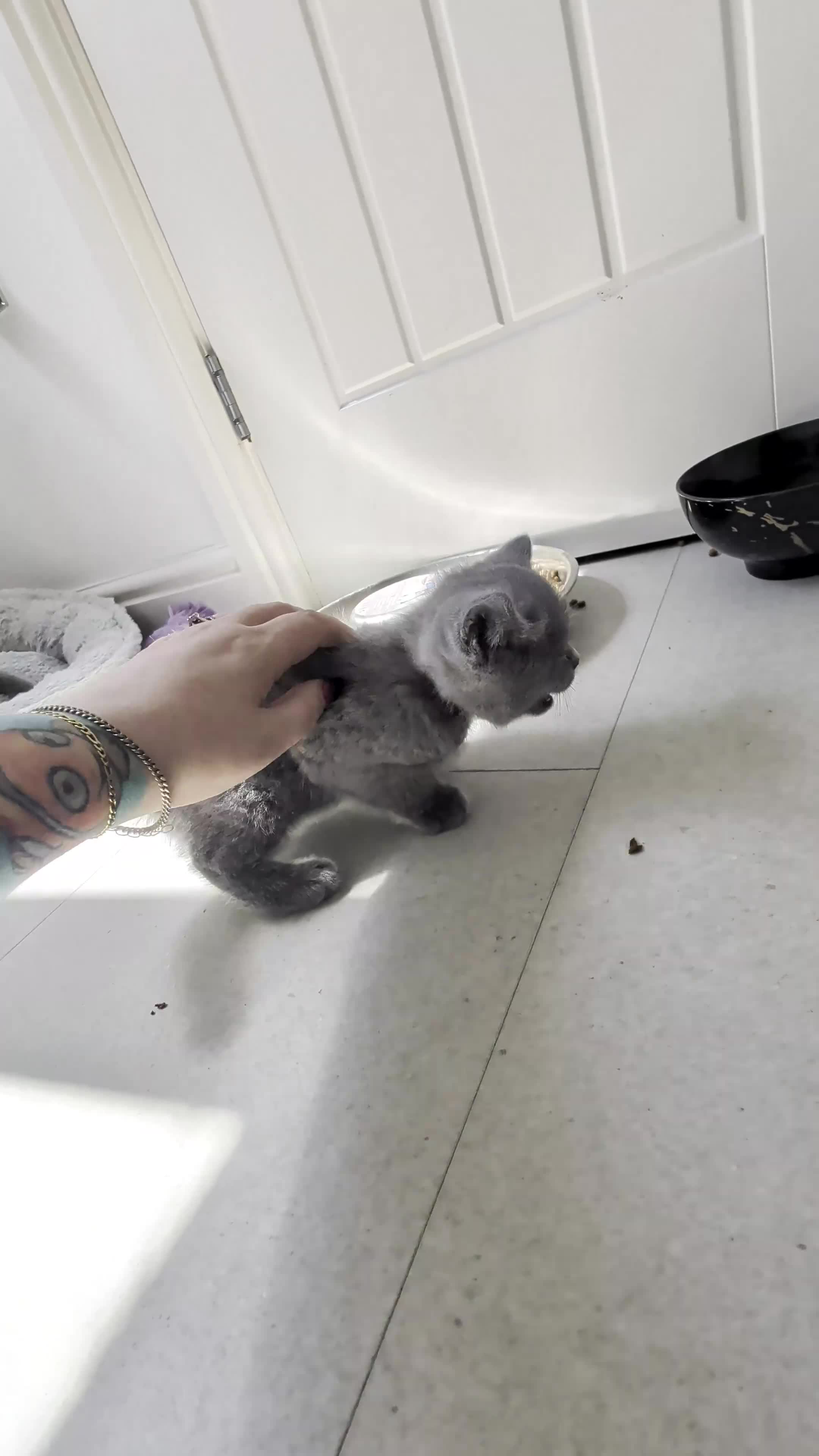 British Shorthair cats for sale: Blue British Shorthaired kittens 😺🐾 - Video 4