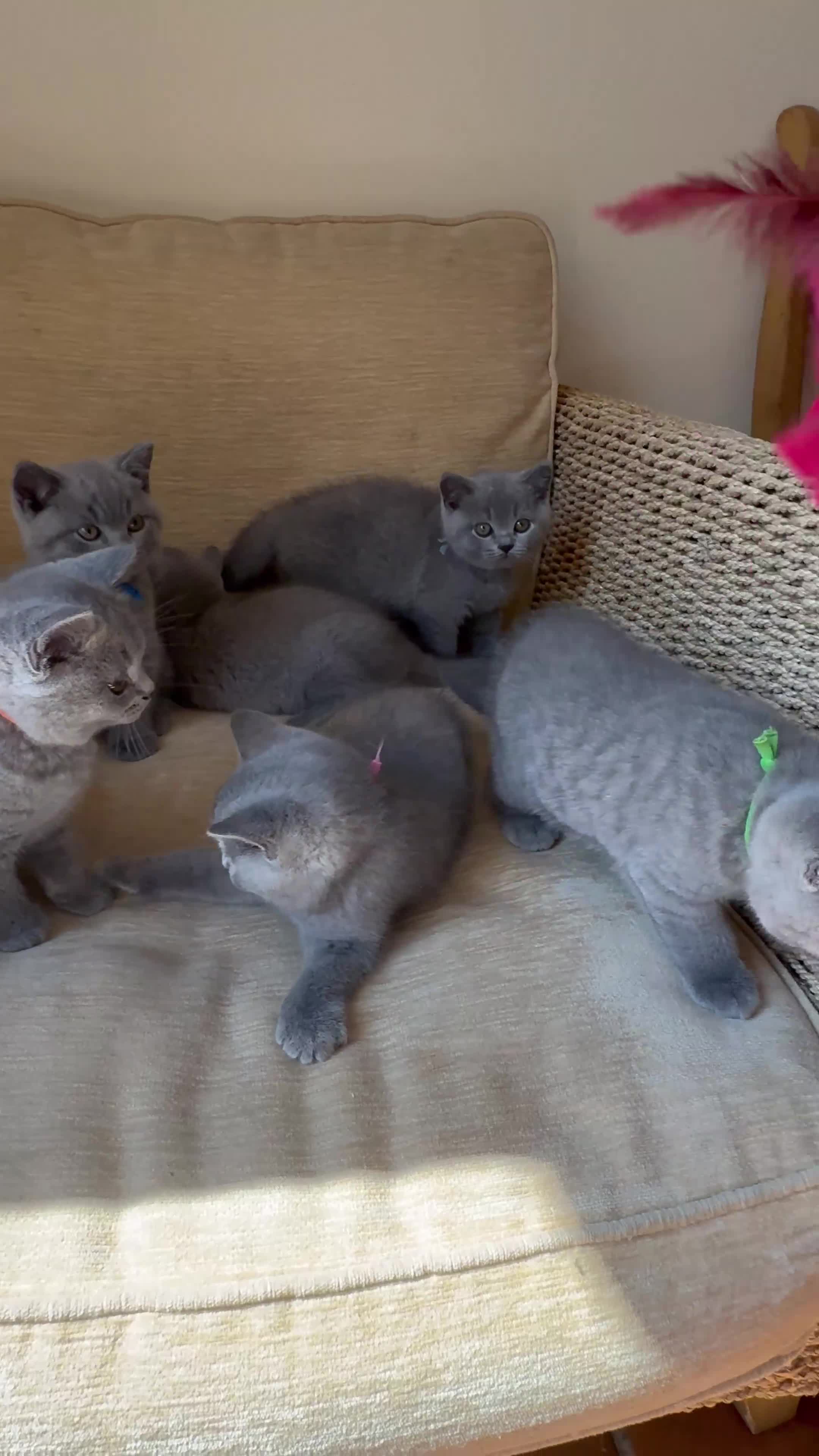 British Shorthair cats for sale: LAST KITTEN  GCCF Reg.  sweetest nature  - Video 4