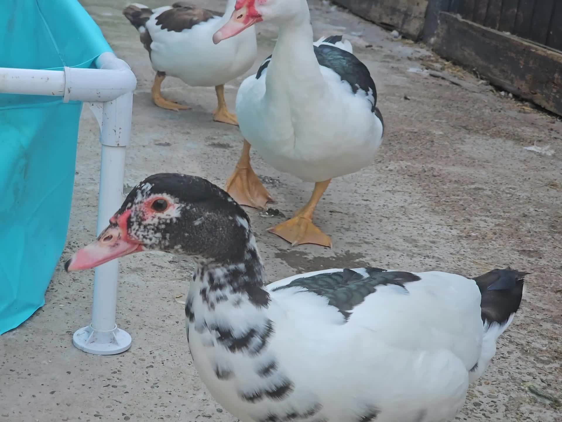 Ducks poultry for sale: 4 Muscovy Ducks (1 Drake, 3 Hens) - Video 2