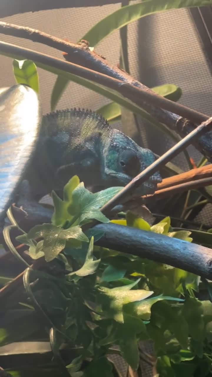 Chameleon reptiles for sale: male panther chameleon - Video 3