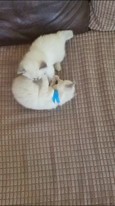 Ragdoll cats for stud: BEAUTIFUL BLUE POINT LARGE STUD RAGDOLL in Preston - Video 1