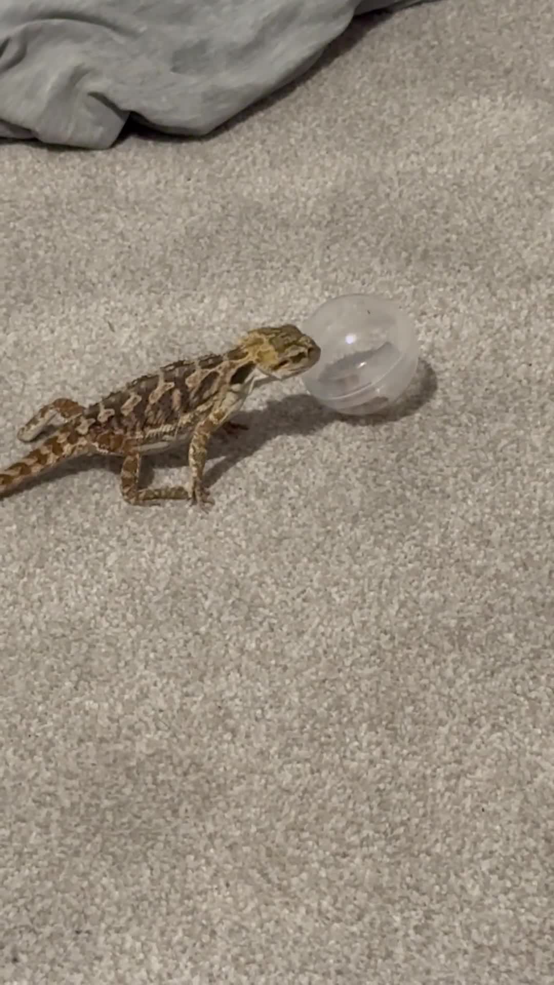 Bearded Dragon reptiles for sale: 18 week old bearded dragon  - Video 1