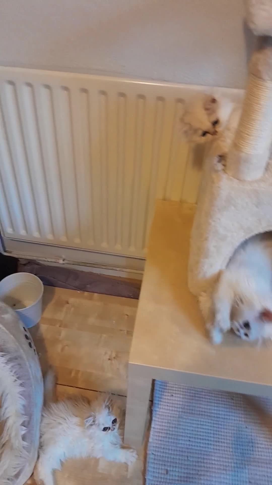 Persian cats for sale: ♦🍒White tipped Persian kittens ready now - Video 2