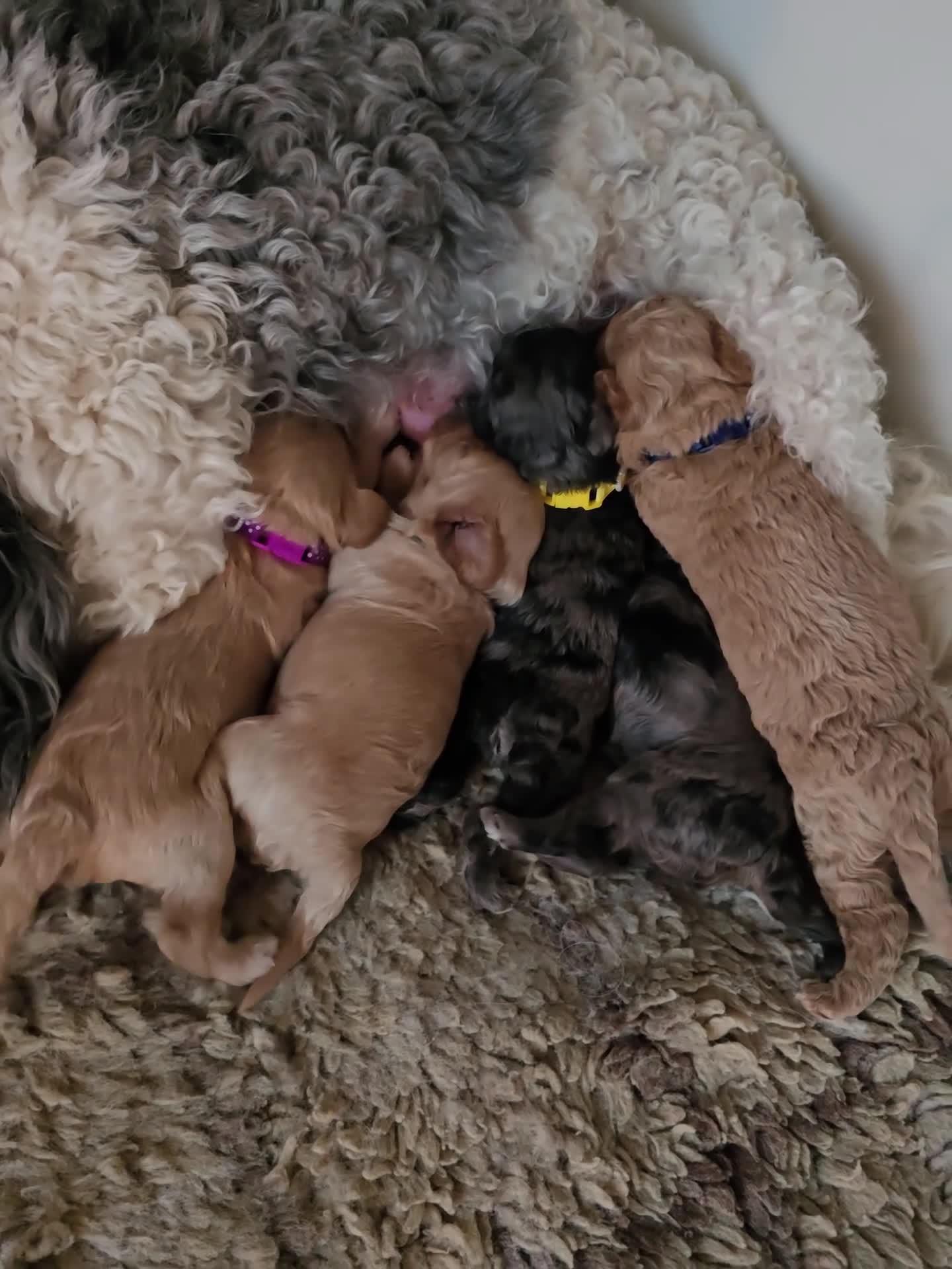 Cavapoo dogs for sale: Beautiful fully health tested cavapoo puppies  - Video 1