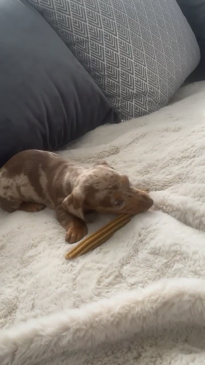 Miniature Dachshund dogs for sale: Miniature Dashund Puppy - Video 1