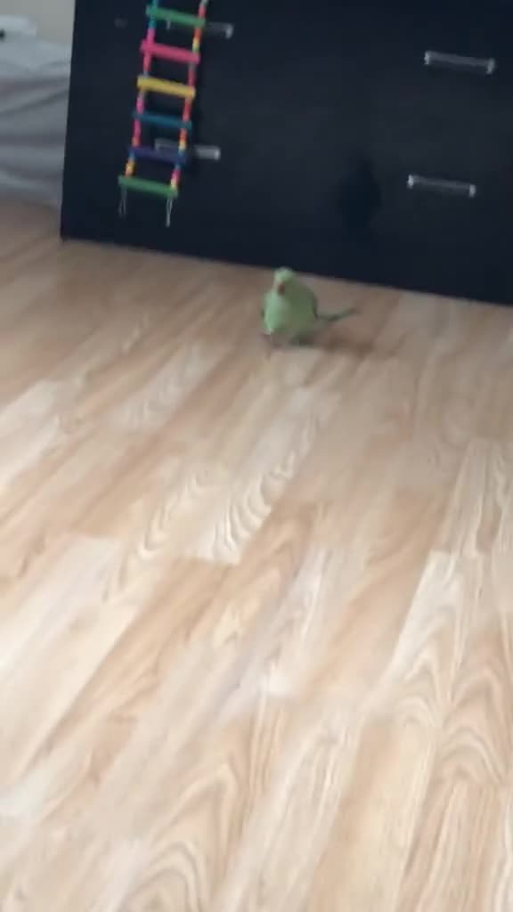 Ringnecks birds for sale: 2 Indian ringneck parrots  - Video 2