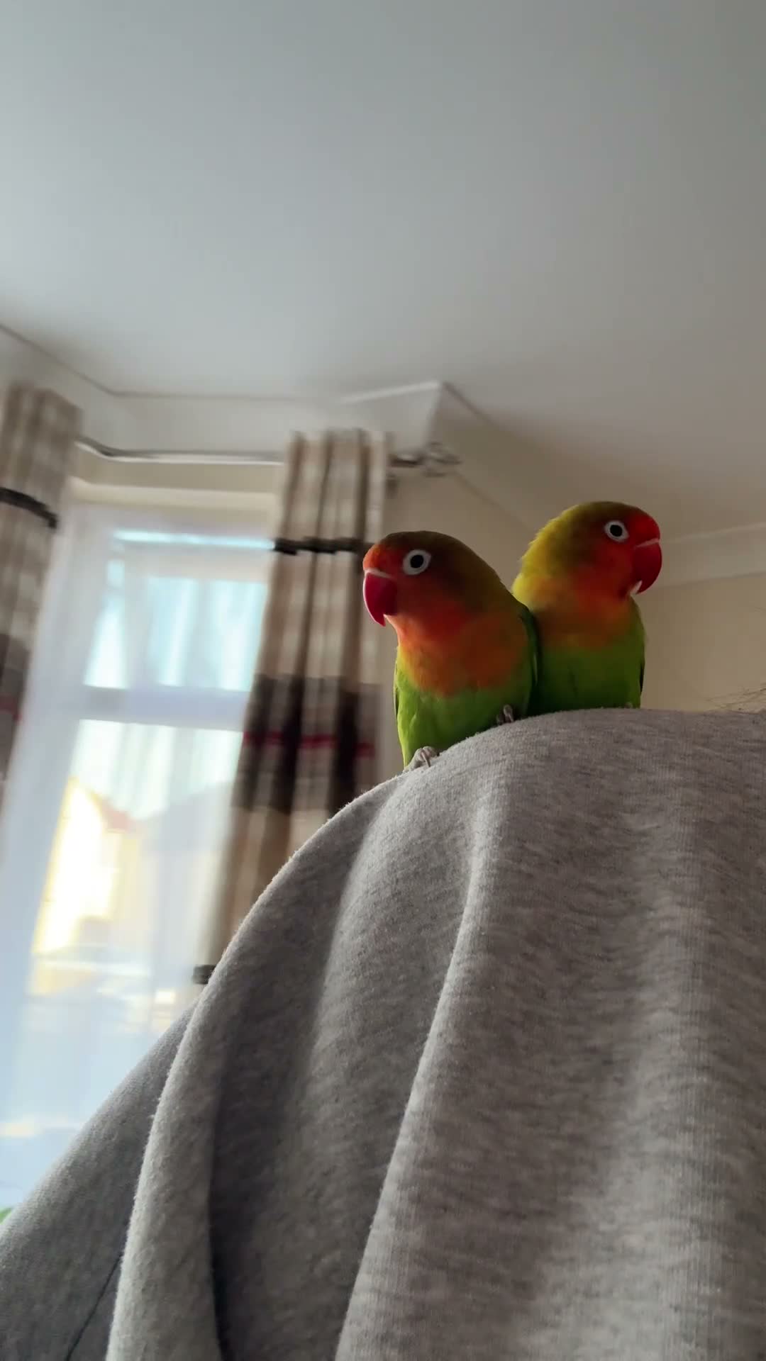 Lovebirds birds for sale: Super clingy and loving birds for sale as a pair - Video 3