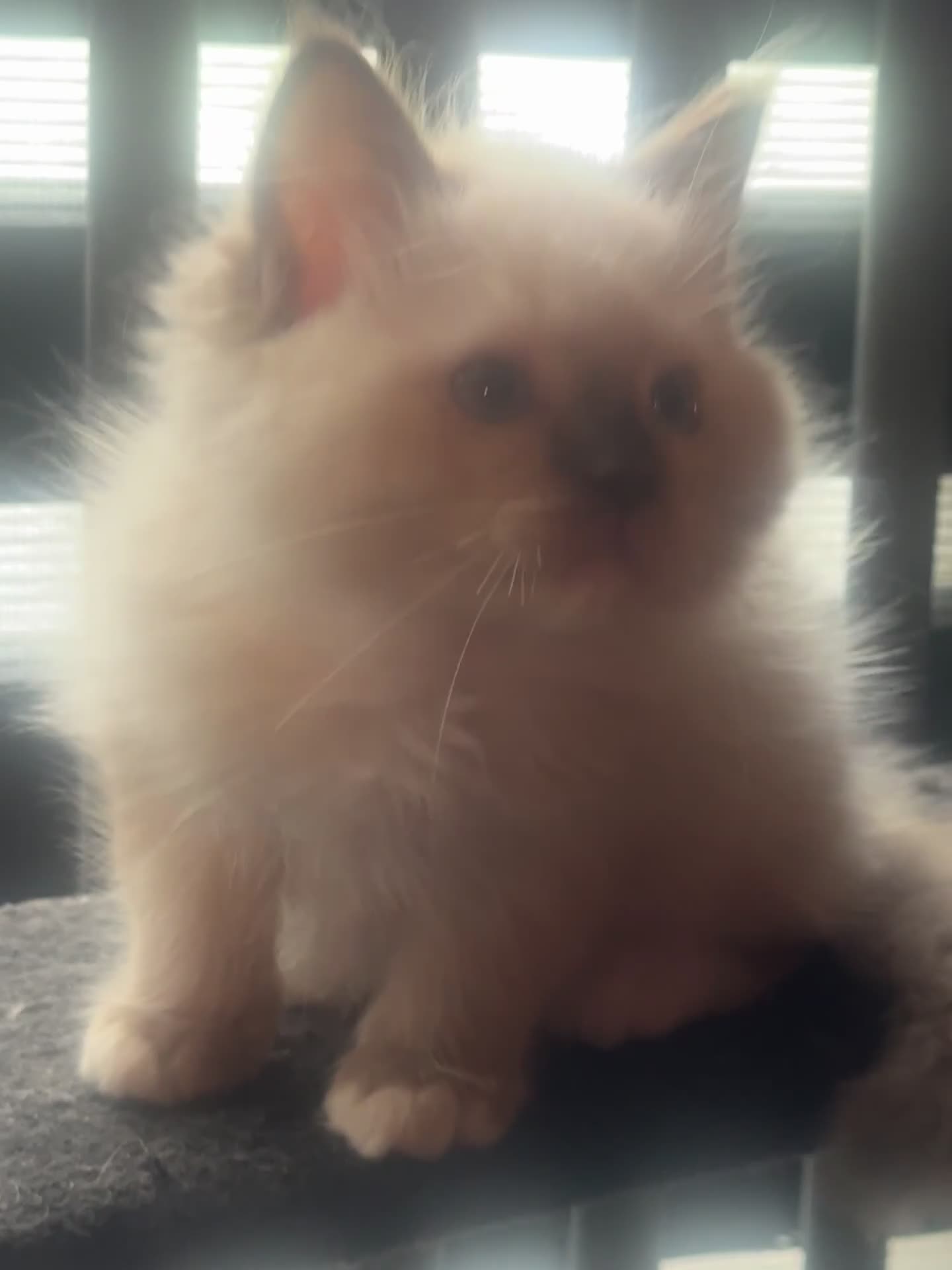 Ragdoll cats for sale: Tica chocolate mink boy ACTIVE available  - Video 1