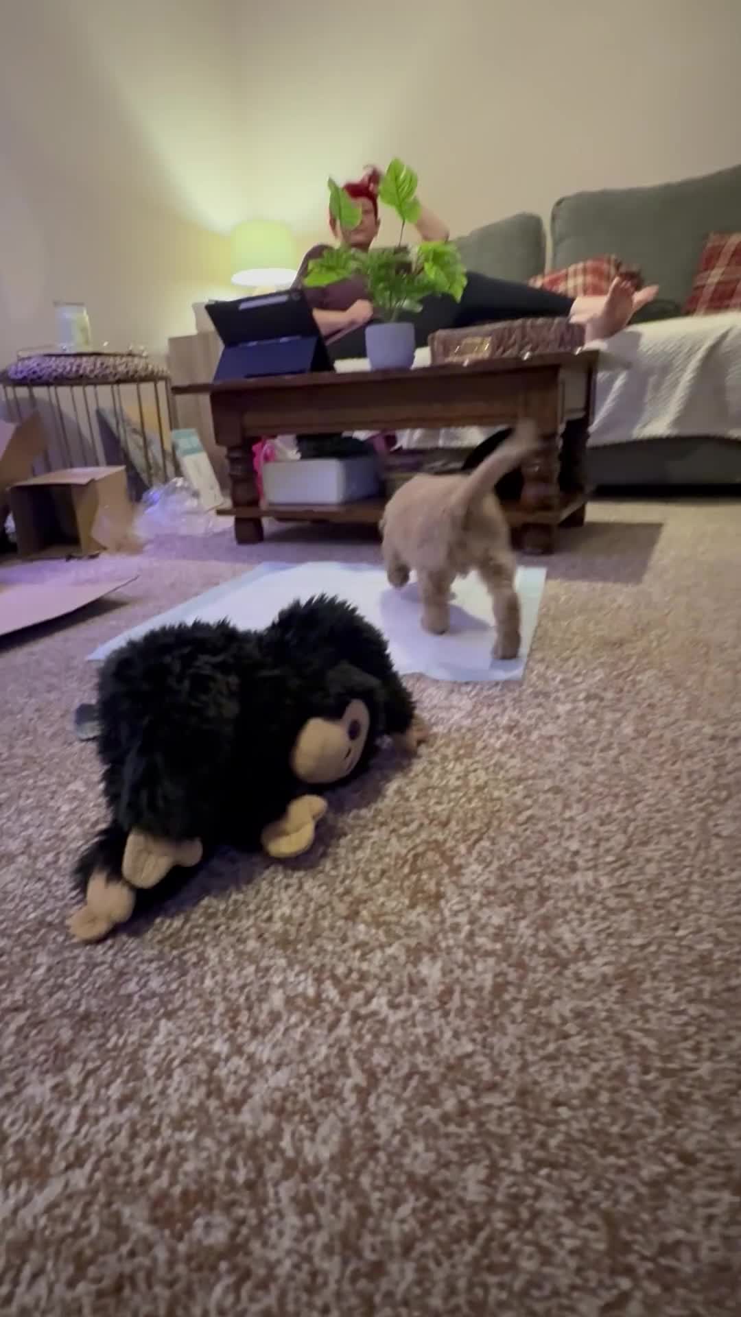 Cockapoo dogs for sale: 2BEAUTIFUL COCKAPOO MALE PUPPIES READY NOW  🐾 - Video 1