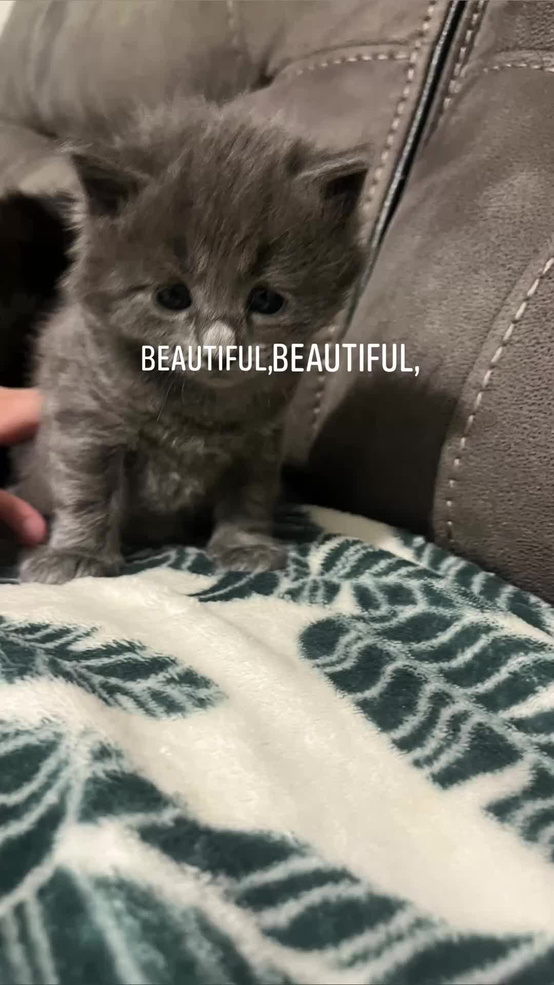 Mixed Breed cats for sale: Persian X  beautiful long haired kittens 🩵🩷 - Video 1