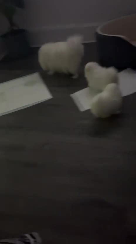 Pomeranian dogs for sale: Quality Pure white pomeranian puppies  - Video 1