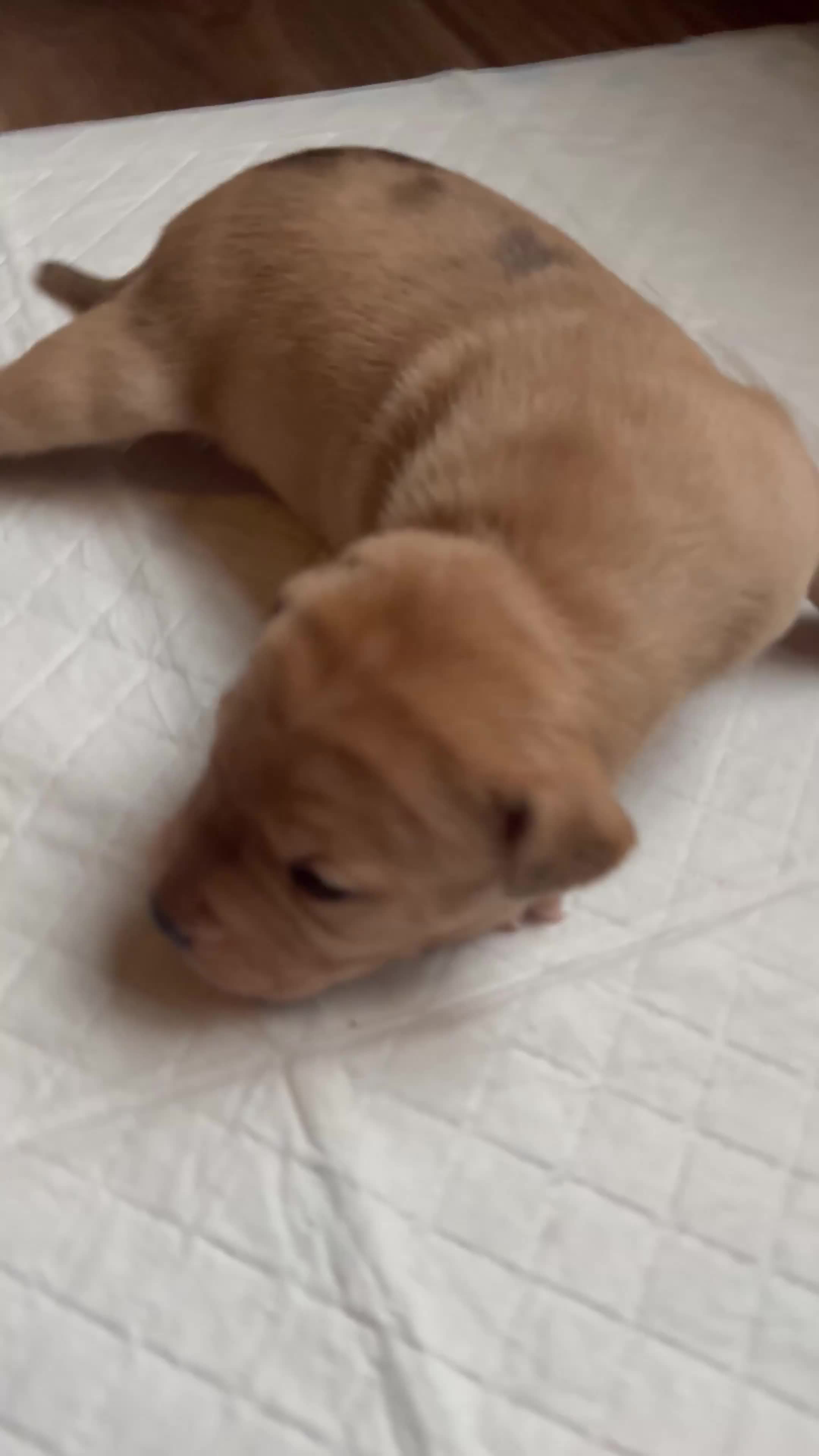 Staffordshire Bull Terrier dogs for sale: Staffordshire puppies  - Video 2