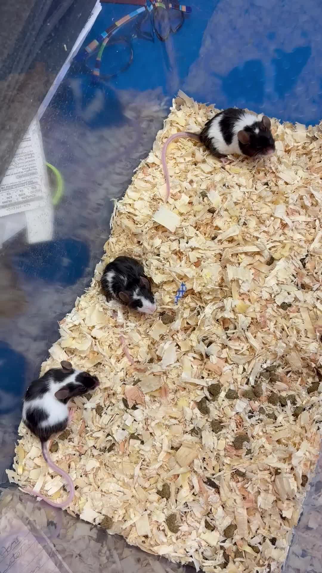 Mouse rodents for sale: Baby female fancy mice  - Video 1