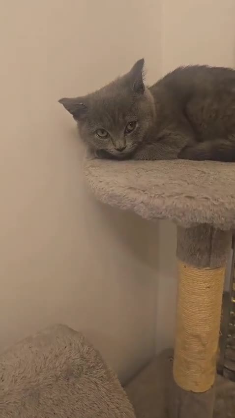British Shorthair cats for sale: Beautiful Blue British Shorthair - Video 2