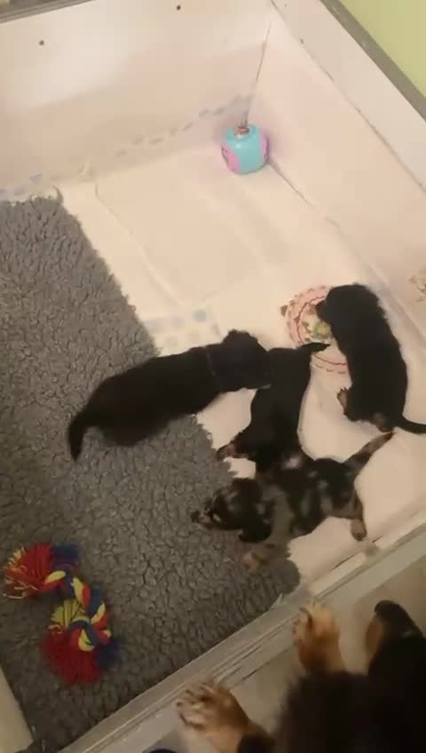 Miniature Dachshund dogs for sale: Stunning Miniature Dachshund Puppies - Video 1