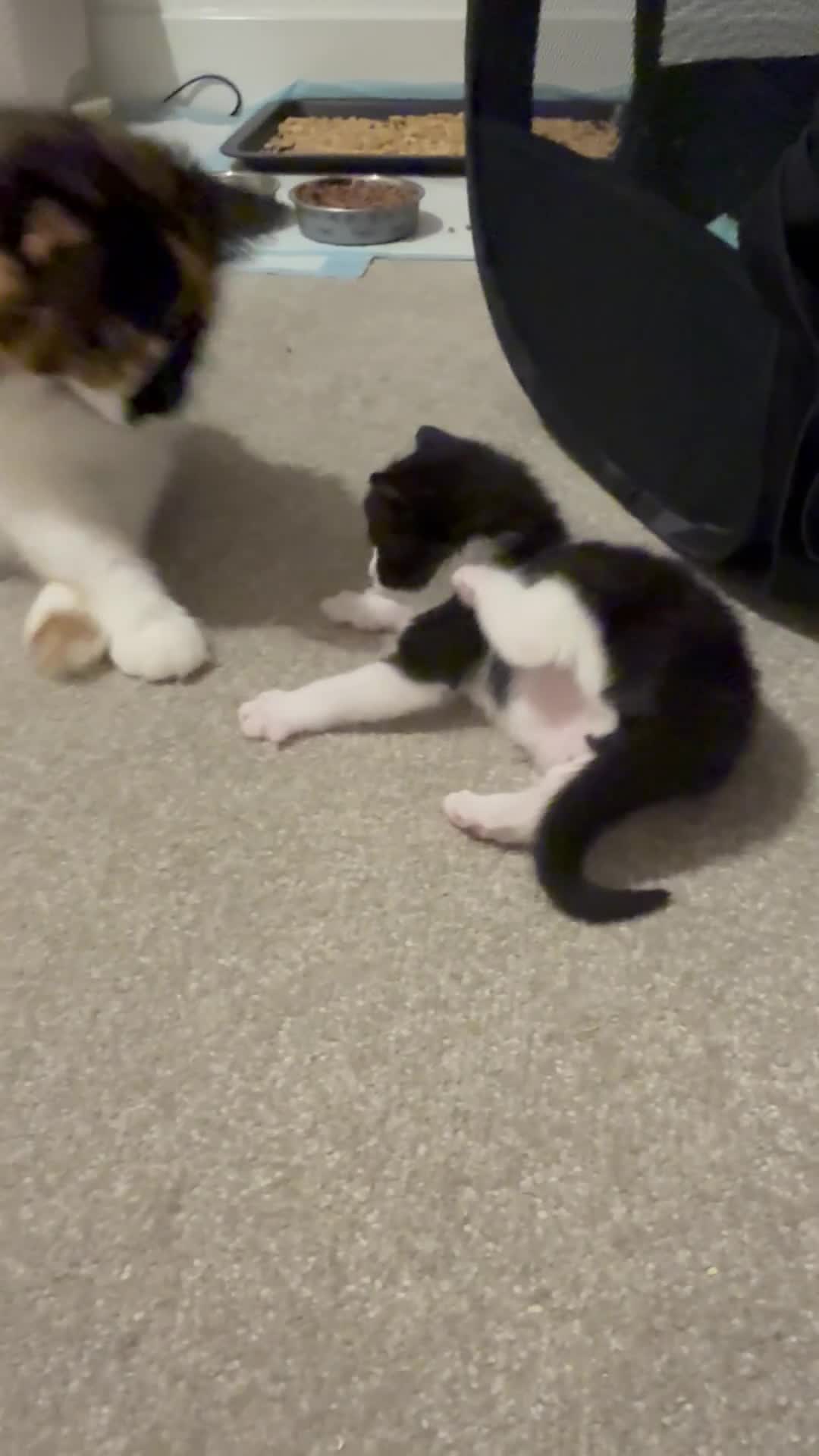 Maine Coon cats for sale: Maine Coon cross  in Macclesfield - Video 3