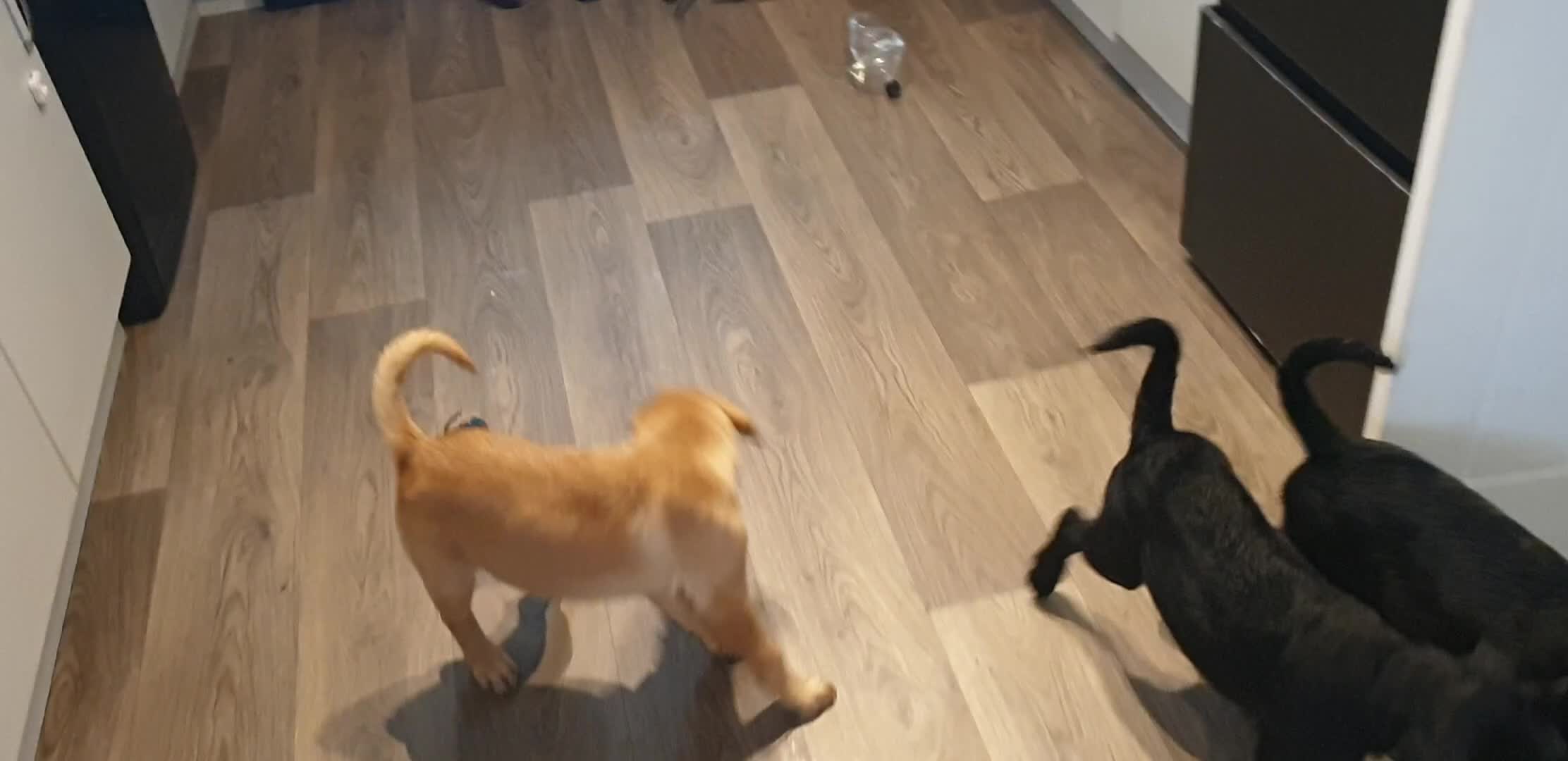 Labrador Retriever dogs for sale: KC registard Labrador Retrievers fully vaccinated. in Barnstaple - Video 2